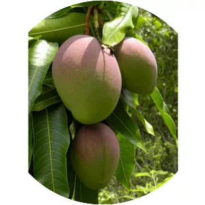 Mangifera indica
