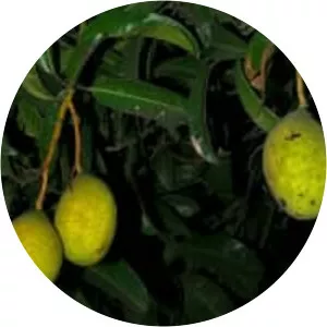Mangifera odorata
