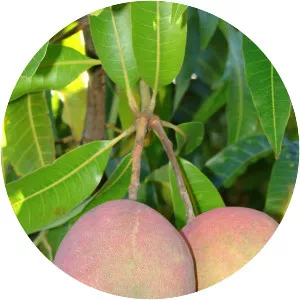 Mangifera