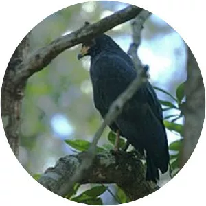 Mangrove black hawk