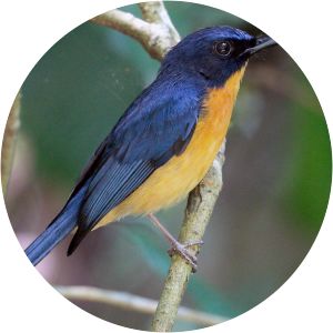Mangrove blue flycatcher - Birds