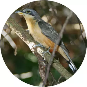 Mangrove cuckoo