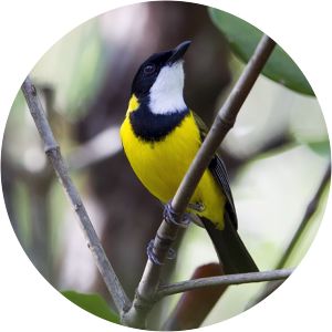 Mangrove golden whistler - Birds