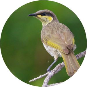 Mangrove honeyeater - Birds