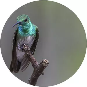 Mangrove hummingbird