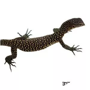 Mangrove monitor