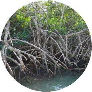 Mangrove