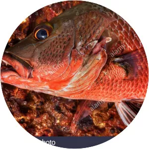 Mangrove red snapper