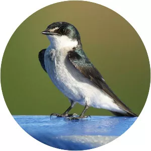 Mangrove swallow