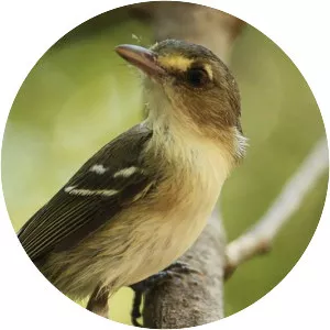 Mangrove vireo - Bird