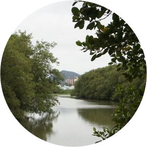 Manguezal do Itacorubi - 