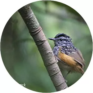 Manicoré warbling antbird