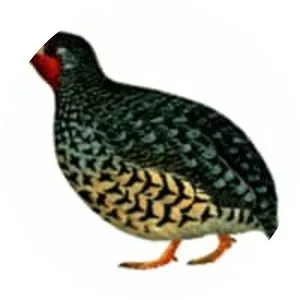 Manipur bush quail