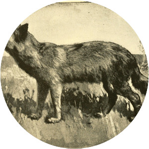 Manitoba wolf