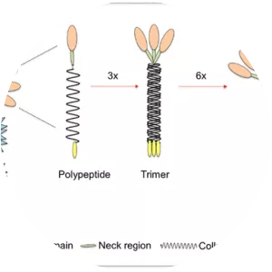 Mannan-binding lectin - Protein