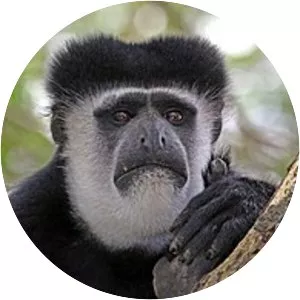 Mantled guereza - Primate