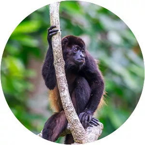 Mantled howler monkey