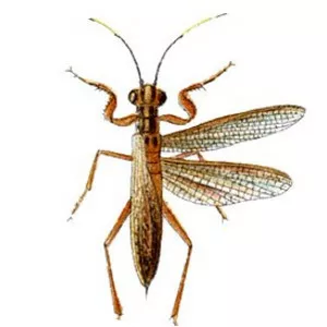 Mantoididae