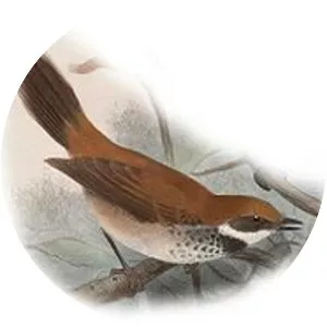 Manus fantail - Bird