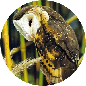 Manus masked owl