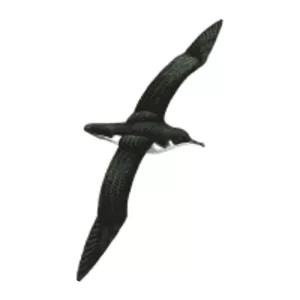 Manx shearwater - Birds