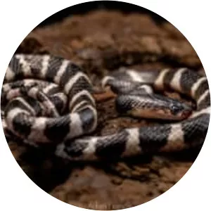 Many-banded krait