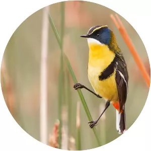 Many-colored rush tyrant