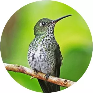 Many-spotted hummingbird