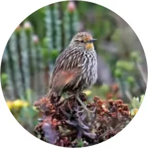 Many-striped canastero