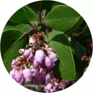 Manzanitas - Plants