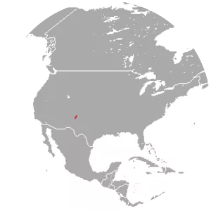 Manzano Mountain cottontail