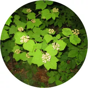 Mapleleaf viburnum - Plants