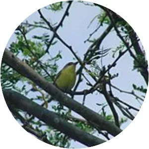 Maracaibo tody-flycatcher