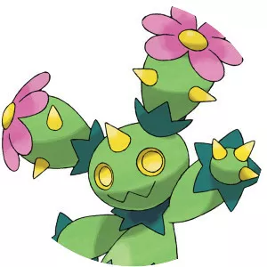 Maractus