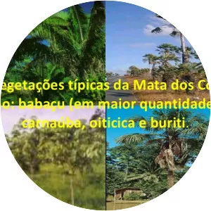 Maranhão Babaçu forests - 
