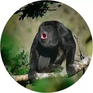 Maranhão red-handed howler