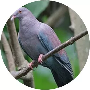 Maranon pigeon - Bird