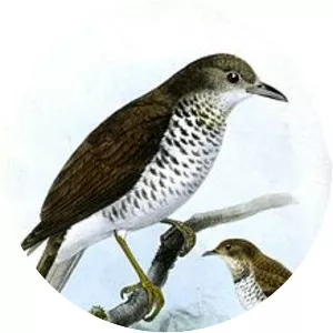 Marañón thrush - Bird