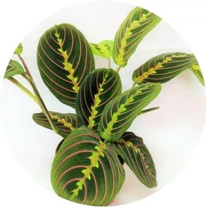 Maranta leuconeura