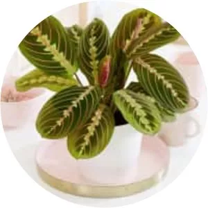 Maranta