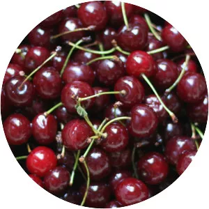 Marasca cherry