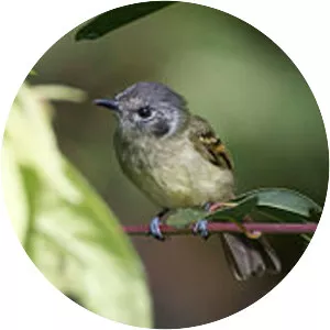 Marble-faced bristle tyrant