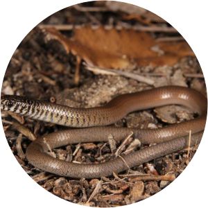 Marble-faced delma - 