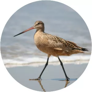 Marbled godwit - Bird