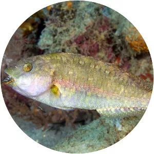 Marbled parrotfish