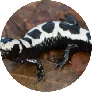 Marbled salamander