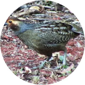 Marbled wood quail