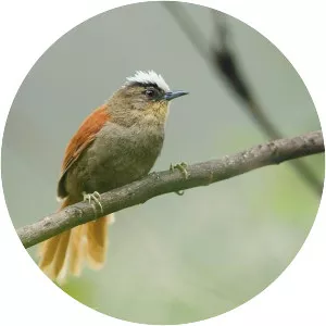 Marcapata spinetail - Bird