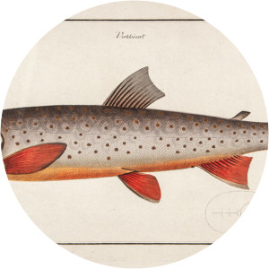 Marcus Elieser Bloch