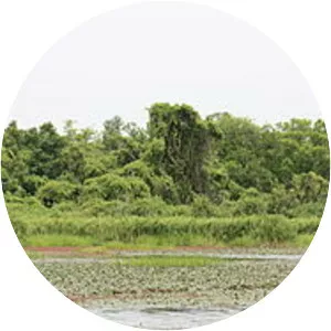 Mare aux Hippopotames - Lake in Burkina Faso